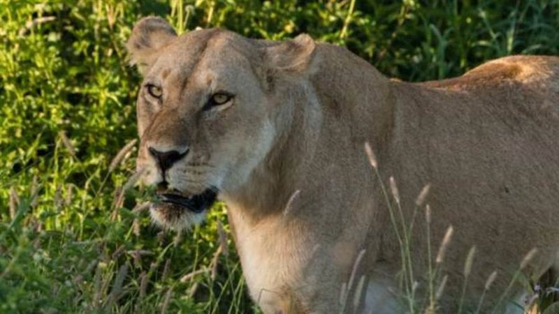 تم حث المجتمعات في