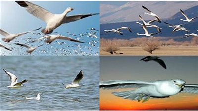 خطة مراقبة ورصد الطيور المهاجرة ببحيرات 