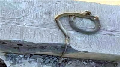 مصدر أمنى يكشف حقيقة وفاة 4 مواطنين في تصادم بطريق الإسكندرية