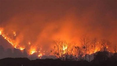 قرار عاجل من الرئيس الجزائري بشأن حرائق الغابات