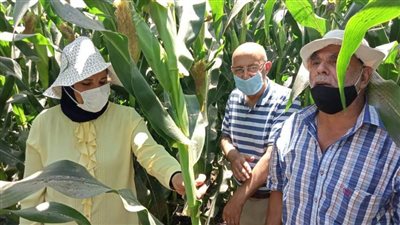 ندوات إرشادية لتوعية مزارعي الذرة الشامية بقرى البحيرة