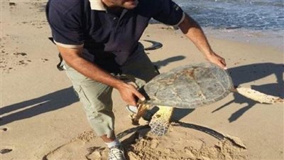 البيئة: إنقاذ 5 سلاحف بحرية مهددة بالانقراض 