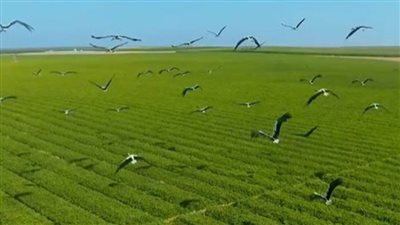 معهد بحثي مصري يبتكر نظامًا لميكنة إدارة المحاصيل الزراعية