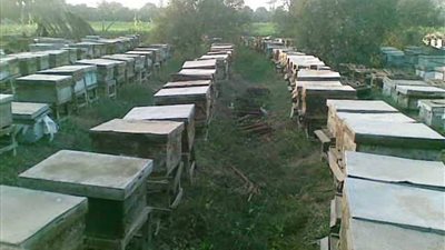 معهد بحوث وقاية النباتات ينظم ندوة حول كيفية الاستفادة من مناحل العسل