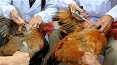 تحصين نحو 40 ألف طائر ضد الانفلونزا بالشرقية خلال يوليو