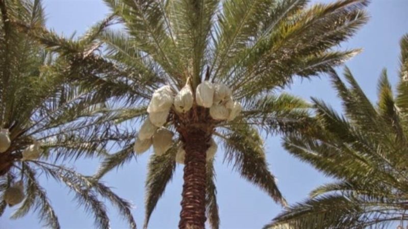 بدء حصاد محصول البلح