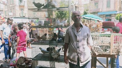 تعرف على سوق الحمام بالإسكندرية.. هواية تدر دخلا