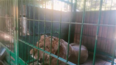 مدرب الأسود الذي يصارع الموت