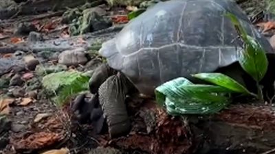 عاجل| سلحفاة عملاقة  تأكل طائرًا (فيديو)