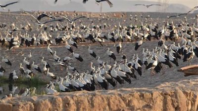 وزيرة البيئة: رصد أولى أسراب الطيور المهاجرة بمحميات جنوب سيناء