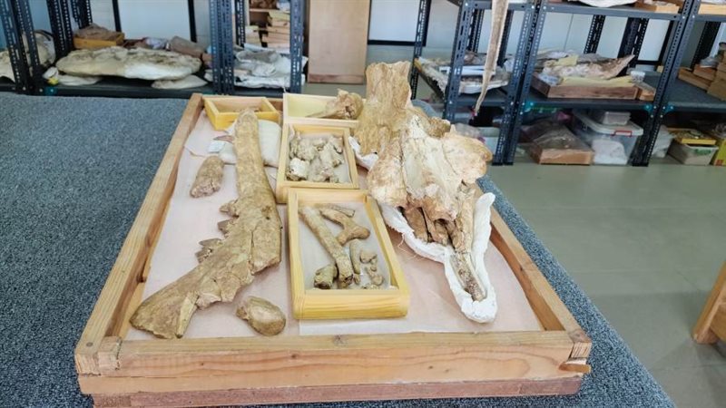 أجزاء من الحوت المكتشف