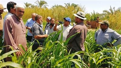 تنفيذ فعاليات الحملة القومية للنهوض بمحصول الذرة بمركز الداخلة