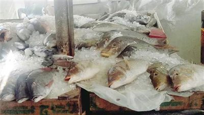 انطلاق موسم الصيد بخليج السويس والبحر الأحمر