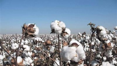 عاجل| الذهب الأبيض عاد يلمع من جديد