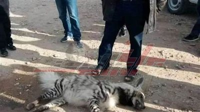 عقر 4 أشخاص.. حقيقة ظهور ”ضبع“ من سلالة نادرة بـ”المنوفية“ 