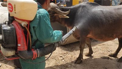 علاج 9000 وتحصين 8875 رأس ماشية بالبحيرة