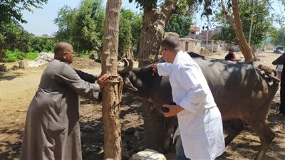 تحصين  90 ألفا و243 رأسا ضد الأمراض البيطرية  ببني سويف