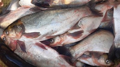 ضبط أسماك فاسدة فى حملة بالبحيرة