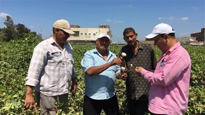 لجان من الإرشاد الزراعي تتابع زراعات القطن بالبحيرة