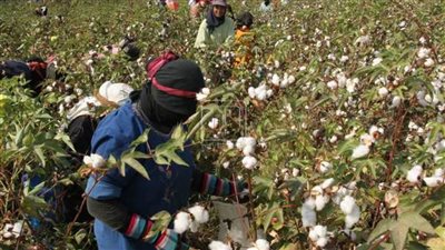 قطاع الأعمال: سعر قنطار القطن اليوم يصعد إلى 3865 جنيها في ثاني مزاد