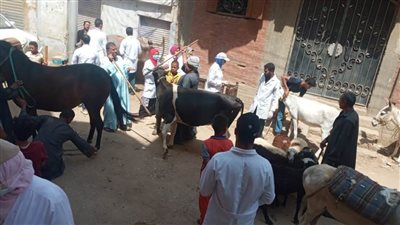 قافلة جامعة سوهاج البيطرية تنطلق لقرية آبار الملك وتعالج ٥٦٠ حالة مرضية