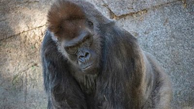 إصابة بعض غوريلات حديقة حيوان أتلانتا الأمريكية بكورونا