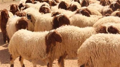 السبت.. بدء الحملة القومية للتحصين ضد مرض طاعون الأغنام والماعز بالمنيا