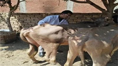 الكشف على127 حيوانا و1400 طائر خلال قافلة بيطرية في بسيون بالغربية