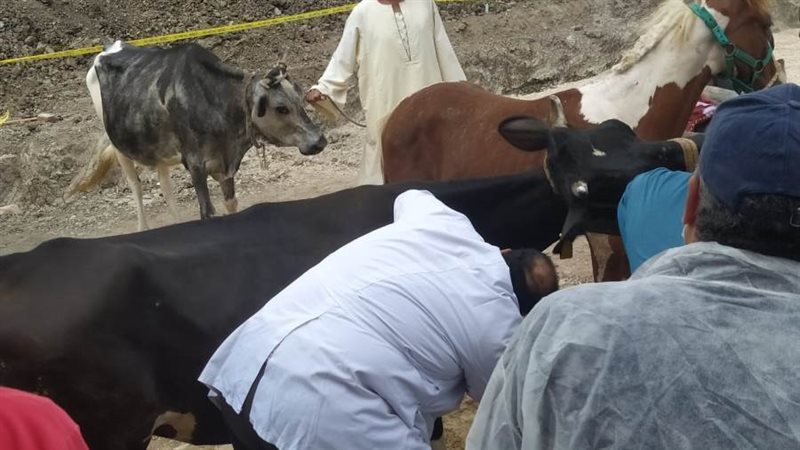 تحصين وعلاج الماشية