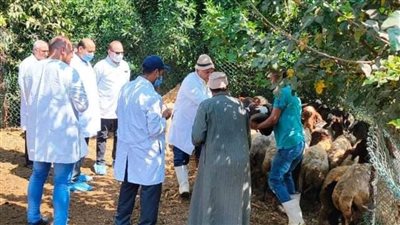 بيطري الشرقية يحصن 4117 رأس أغنام ضد مرض طاعون المجترات الصغيرة