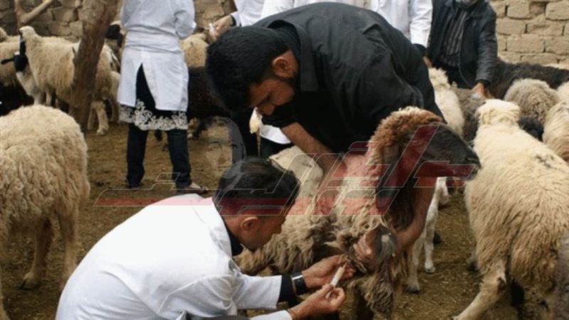 تحصين الأغنام