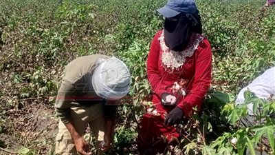 بدء موسم جني القطن للصنف الجديد 