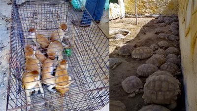 ضبط 90 حيواناً برياً في مزارع على طريق القاهرة الإسكندرية الصحراوي