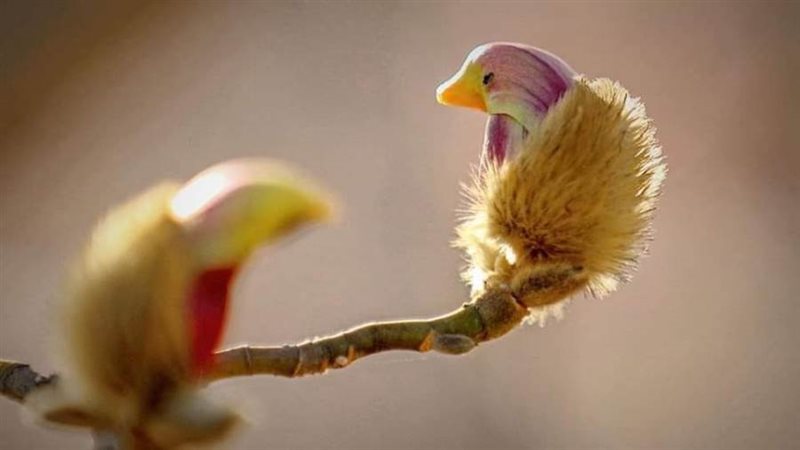 طيور أم زهور