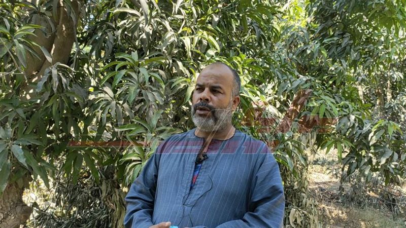 صاحب مزارع المانجو