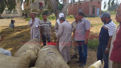 جني 4 آلاف فدان قطن بمركز ومدن بكفر الشيخ