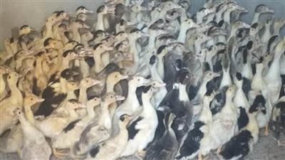 توزيع 40 ألفا و800 طائر بمشروع تربية البط بقرى البحيرة