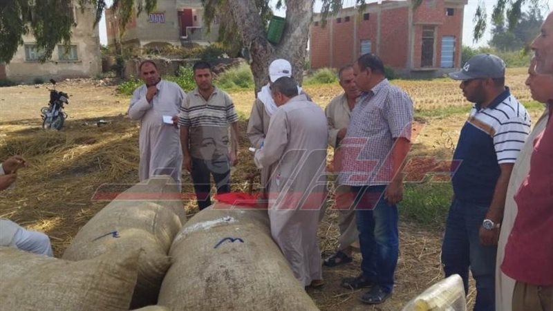 جني القطن بكفرالشيخ