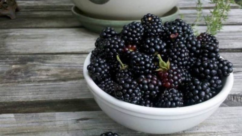 التوت الأسود