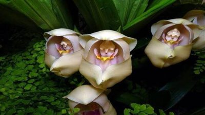 من أغرب الزهور حول العالم.. زهرة أوركيد الطفل المتلحف 