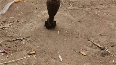 العثور على دانة من مخلفات الحروب بترعة بكفر الشيخ