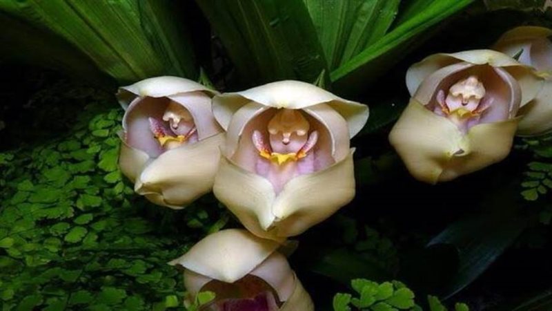 زهرة أوركيد الرضيع