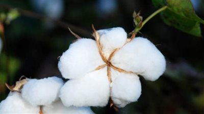 زراعة الدقهلية: جني 21 ألفًا من محصول القطن وتجهيز 26 نقطة تجميع