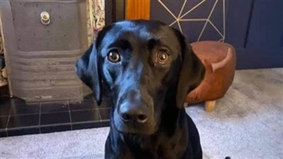  عاجل| 150 ألف جنيه تكلفة عملية جراحية لـ