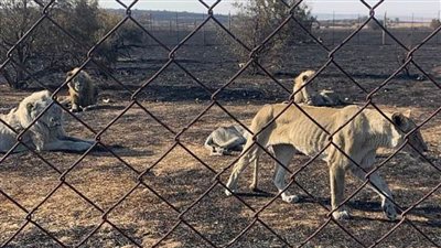 عاجل| الجوع كافر.. تفاصيل جريمة في حظائر الأسود 