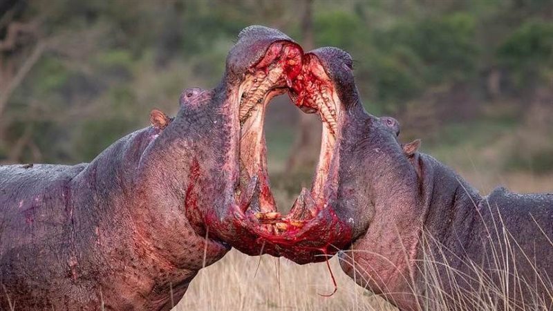 أفراس النهر