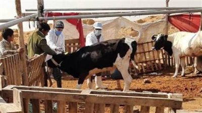 تحصين أكثر من 53 ألف رأس من الماشية ضد الأمراض الوبائية بالشرقية