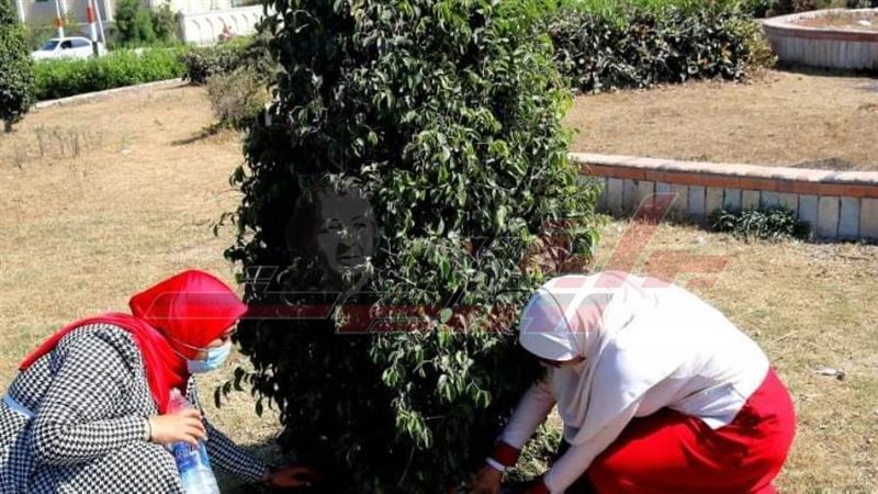 زراعة الأشجار