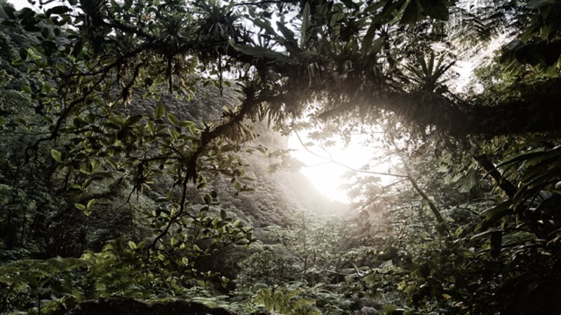 غابات الأمازون