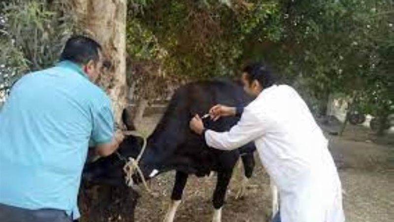 تحصين مواشي